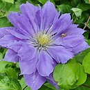Clematis Copernicus