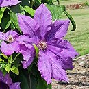 Clematis Kacper