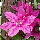 Clematis Barbara