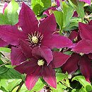 Clematis Niobe