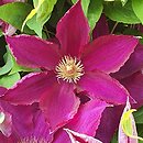 Clematis Mazowsze