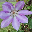 Clematis Serafina