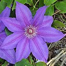 Clematis Mikołaj Kopernik
