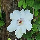 Clematis Królowa Jadwiga