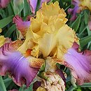 Iris hort. Tercet