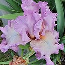 Iris hort. Różowy Poranek