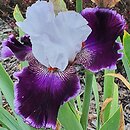 Iris hort. Romantyczna Ballada
