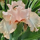 Iris hort. Radość Poranka