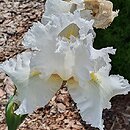 Iris hort. Puszek