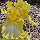 Iris hort. Promyk