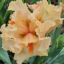Iris hort. Polska Jesień