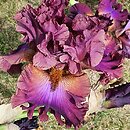 Iris hort. Czantoria