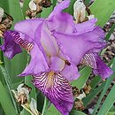 Iris hort. Księżna Łowicka