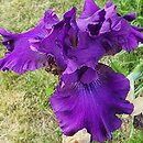 Iris hort. Czernice
