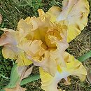 Iris hort. Babie Lato