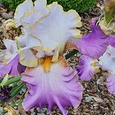 Iris hort. Wrzosowa Odyseja