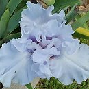 Iris hort. Wodospad