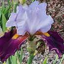 Iris hort. Wiosna