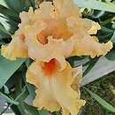 Iris hort. Wawel