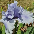 Iris hort. Falujące Jezioro