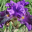 Iris hort. Dobranoc