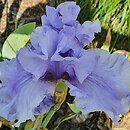 Iris hort. Chopin