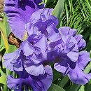 Iris hort. Błękitne Tango