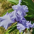 Iris hort. Błękitne Niebo