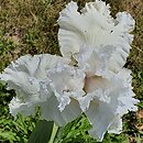 Iris hort. Biały Łabędź