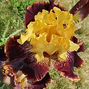 Iris hort. Beskidy