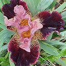 Iris hort. Arystokrata