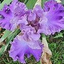 Iris hort. Akwarela