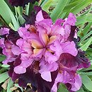 Iris hort. Mickiewicz