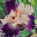 Iris hort. Krynica