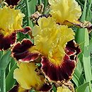 Iris hort. Kazimierz