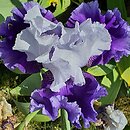 Iris hort. Giewont