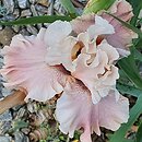 Iris hort. Pearl Powder