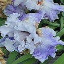 Iris hort. Crystal Creek
