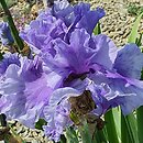 Iris hort. Intermarium