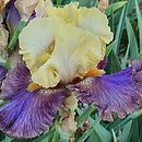 Iris hort. Queen Jadwiga
