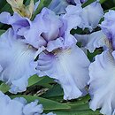 Iris hort. Larimar