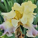 Iris hort. Bowl of Custard