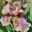 Iris hort. Etsitu