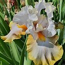 Iris hort. Fogginess