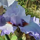 Iris hort. Sky Two Worlds
