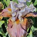 Iris hort. Surfing in the Clouds
