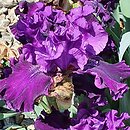 Iris hort. Moments from the Kazan