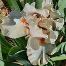 Iris hort. Nature Whispers