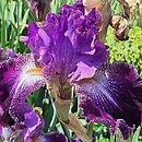 Iris hort. Władca Gwiazd