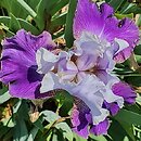 Iris hort. Wichry Namiętności
